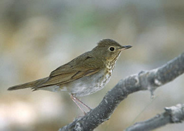 Swainson's Thrush